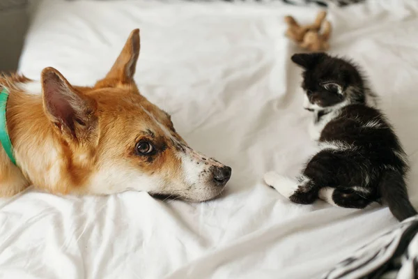 Söt Kitty Och Golden Hund Spelar Säng Med Kuddar Eleganta — Stockfoto