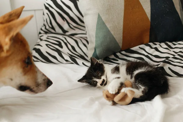 可爱的小猫和金色的狗在床上玩枕头在时尚的房间 可爱的黑白小猫和小狗 在毯子上有有趣的情绪 舒适的家 — 图库照片