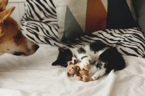 Милий Кошеня Золотий Собака Грає Ліжку Подушками Стильній Кімнаті Чарівний — стокове фото