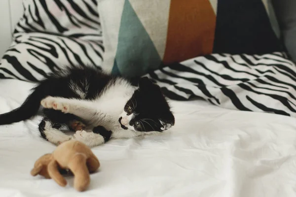 可爱的小猫咪玩与小泰迪玩具附近的时尚枕头上的白色床单在清晨的光 可爱的黑白相间的小猫咪躺在毯子上 — 图库照片