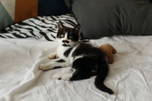 Lindo Gatito Jugando Con Pequeño Juguete Peluche Cerca Elegantes Almohadas — Foto de Stock