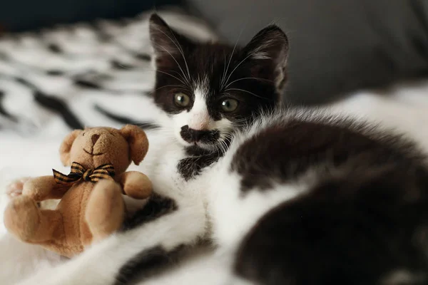 Schattige Kleine Kitty Met Prachtige Ogen Spelen Met Kleine Teddy — Stockfoto