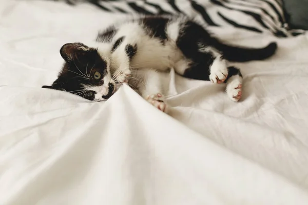 Mignon Petit Chaton Jouer Sur Des Draps Blancs Dans Lumière — Photo