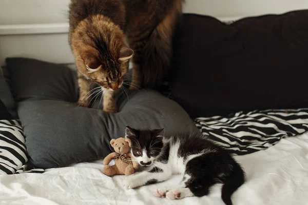 Cute Two Cats Playing Bed Pillows Stylish Room Adorable Black — Stock Photo, Image