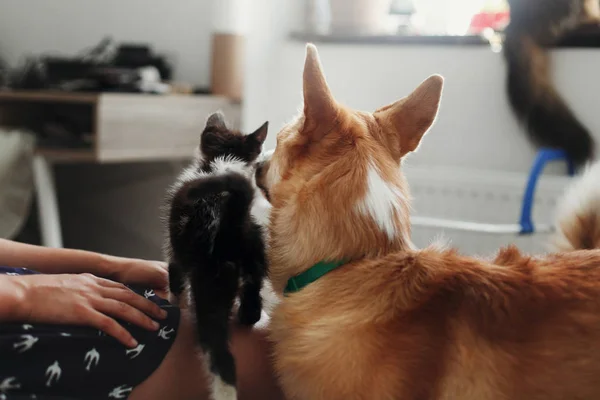 Söt Kitty Möte Med Stora Gyllene Hunden Eleganta Rum Kvinnan — Stockfoto