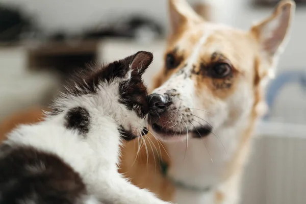 Carino Cane Leccare Sorridere Piccolo Gattino Camera Elegante Donna Che — Foto Stock