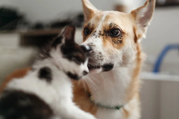 Niedliche Kätzchen Treffen Mit Großen Goldenen Hund Stilvollem Zimmer Frau — Stockfoto