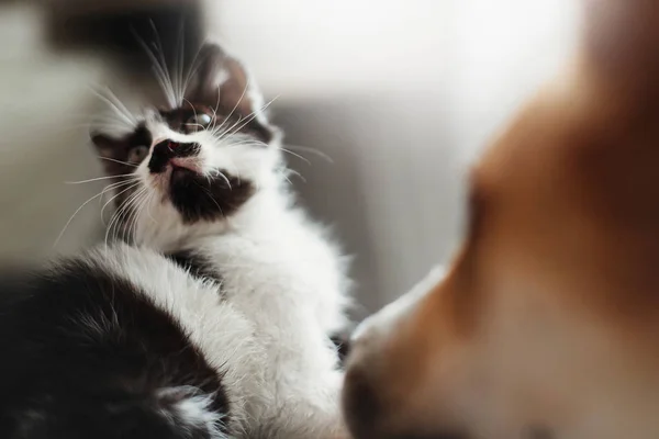 Gatinho Bonito Com Olhos Incríveis Grande Cão Dourado Olhando Para — Fotografia de Stock