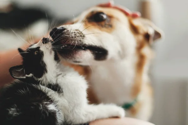 Ładny Pies Lizanie Smilling Mały Kotek Stylowych Pokojach Kobieta Trzyma — Zdjęcie stockowe