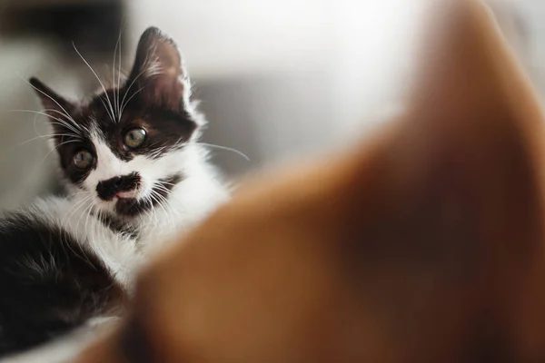 Gatinho Bonito Com Olhos Incríveis Grande Cão Dourado Olhando Para — Fotografia de Stock