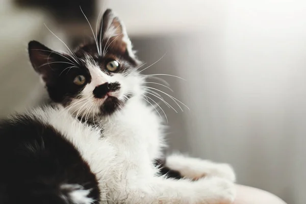 Söta Lilla Kitty Med Fantastiska Ögon Sitter Sängen Morgonljuset Bedårande — Stockfoto