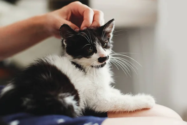 Hand Stroking Cute Little Kitty Sitting Woman Legs Morning Light — Stock Photo, Image