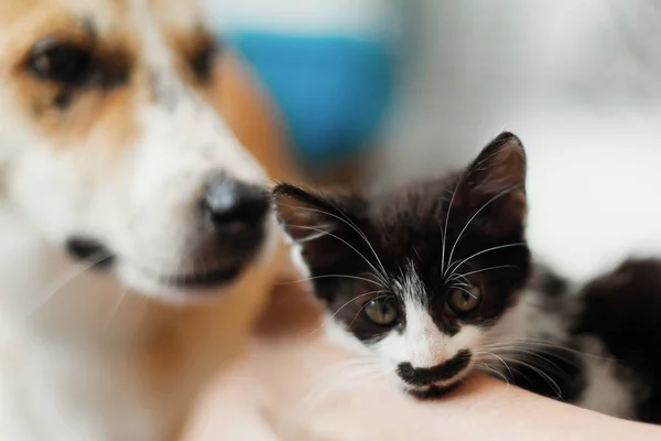 Patrząc Mały Kotek Stylowym Pokoju Ładny Pies Kobieta Trzyma Urocza — Zdjęcie stockowe