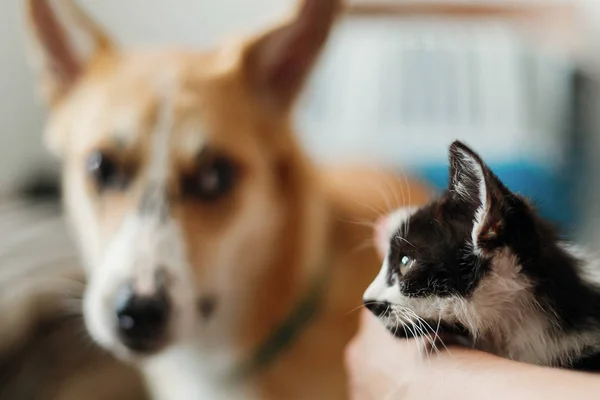 Cute Kitty Ontmoeting Met Grote Gouden Hond Stijlvolle Kamer Vrouw — Stockfoto