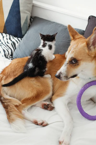 Cão Dourado Brincando Com Gatinho Bonito Cama Com Travesseiros Casa — Fotografia de Stock