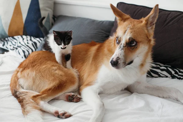 cute little kitty sitting on big golden dog on bed with pillows in stylish room. adorable black and white kitten and puppy with funny emotions playing together on blanket. best friends