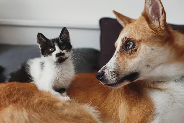 Gatinho Bonito Sentado Grande Cão Dourado Cama Com Travesseiros Quarto — Fotografia de Stock