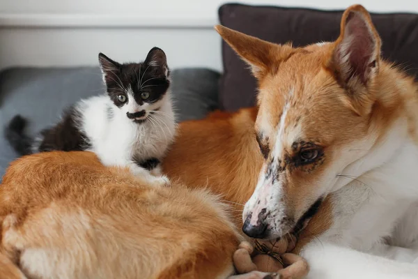 Cute Kitty Gouden Hond Spelen Bed Met Kussens Stijlvolle Kamer — Stockfoto
