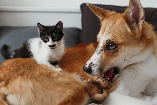 Carino Gattino Seduto Sul Grande Cane Oro Sul Letto Con — Foto Stock