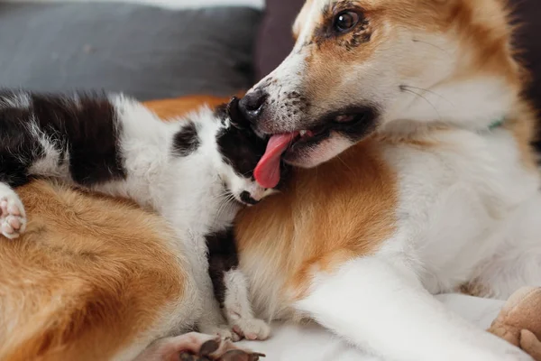 Yatakta Yastık Şık Odası Ile Golden Köpek Yalamaya Sevimli Kedicik — Stok fotoğraf