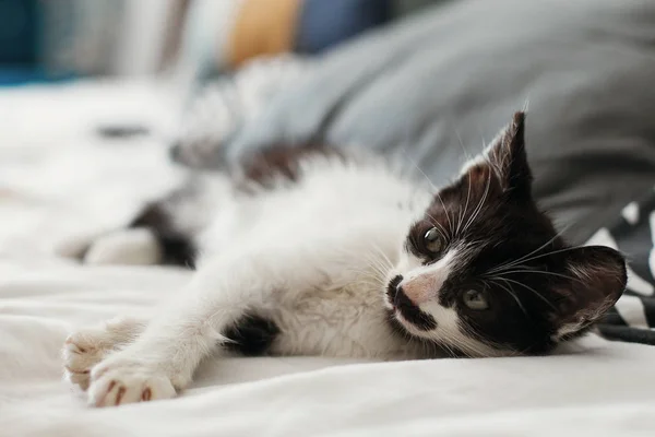 Cute Mały Kotek Niesamowite Oczy Spanie Poduszki Świetle Poranka Urocza — Zdjęcie stockowe