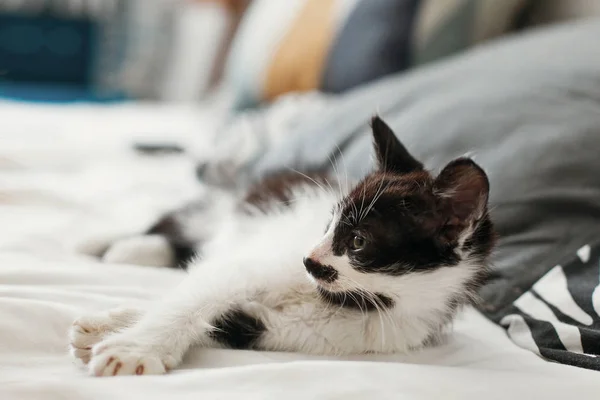 Cute Little Kitty Amazing Eyes Sleeping Pillows Morning Light Adorable — Stock Photo, Image