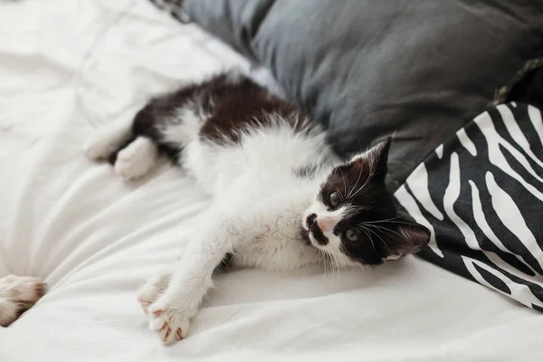 Χαριτωμένο Μικρό Γατάκι Καταπληκτικά Μάτια Στον Ύπνο Για Μαξιλάρια Στο — Φωτογραφία Αρχείου