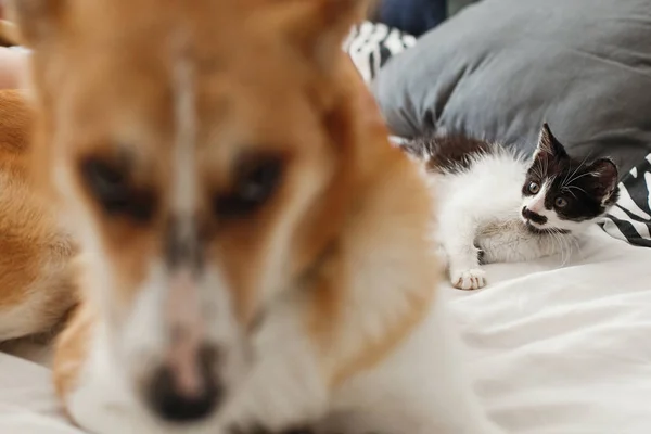 Bonito Gatinho Dormindo Grande Cão Dourado Olhando Cama Com Travesseiros — Fotografia de Stock