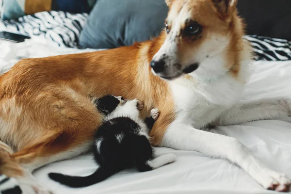 Cute Mały Kotek Spanie Duży Złoty Pies Łóżku Poduszkami Stylowych — Zdjęcie stockowe