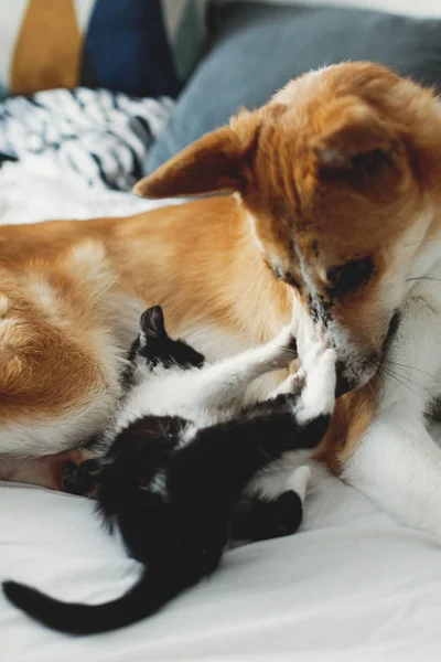 Yatakta Yastık Ile Sevimli Kedicik Ile Oynayan Golden Köpek Rahat — Stok fotoğraf