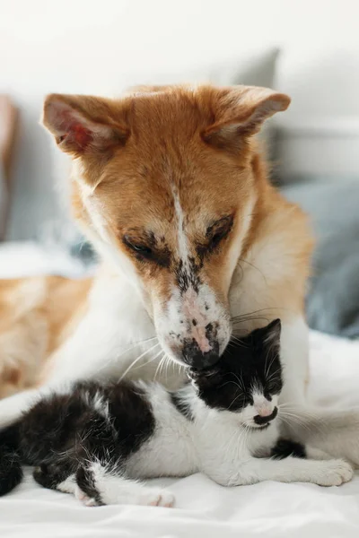 Grande Cão Dourado Cheirando Gatinho Bonito Cama Com Travesseiros Quarto — Fotografia de Stock