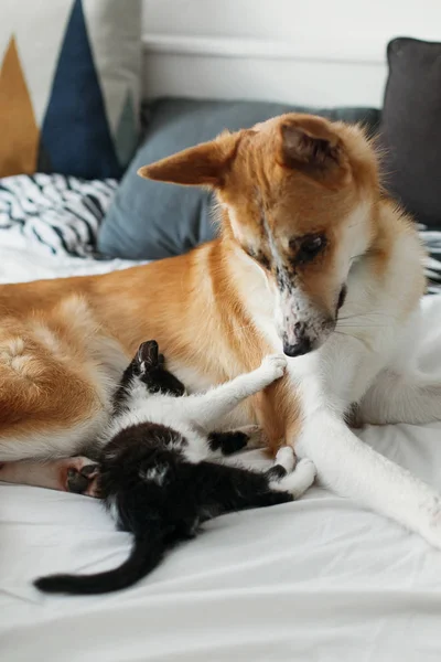 Sevimli Kedicik Altın Köpek Oynamaya Şık Oda Yastıklar Ile Yatak — Stok fotoğraf