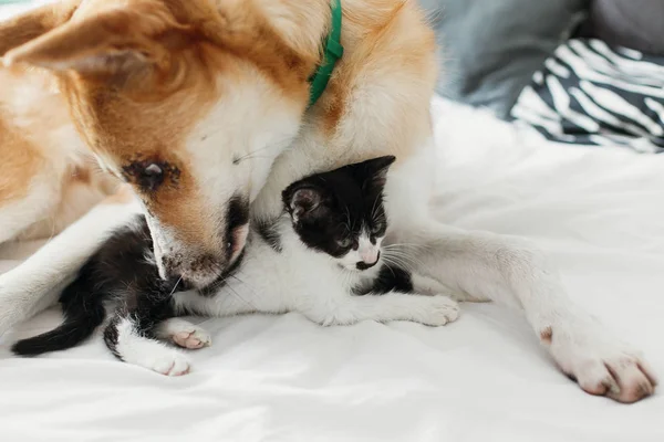 Grande Cão Dourado Cheirando Gatinho Bonito Cama Com Travesseiros Quarto — Fotografia de Stock