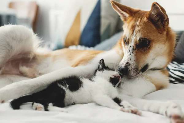 Şık Oda Yastıklar Ile Büyük Altın Köpek Yatakta Uyuyan Sevimli — Stok fotoğraf