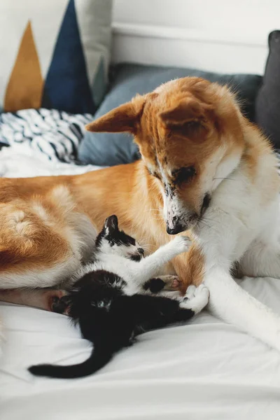 cute little kitty sitting on big golden dog on bed with pillows in stylish room. adorable puppy looking at black and white kitten with funny emotions playing together on blanket. best friends