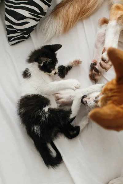 Adorável Gatinho Preto Branco Filhote Cachorro Com Emoções Engraçadas Divertindo — Fotografia de Stock