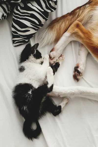 Carino Gattino Cane Oro Che Gioca Sul Letto Con Cuscini — Foto Stock