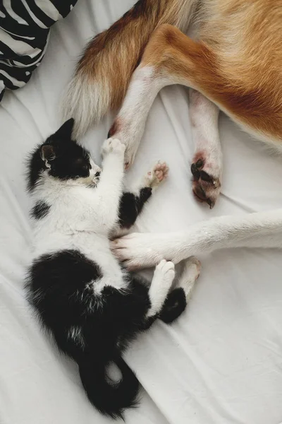 可爱的小猫坐和大金狗玩爪子在床上枕头 — 图库照片
