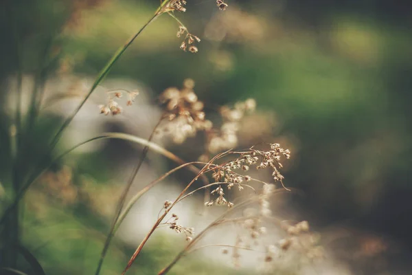 Красива Дика Квітка Крупним Планом Лісі Трави Трава Випливає Сонячному — стокове фото