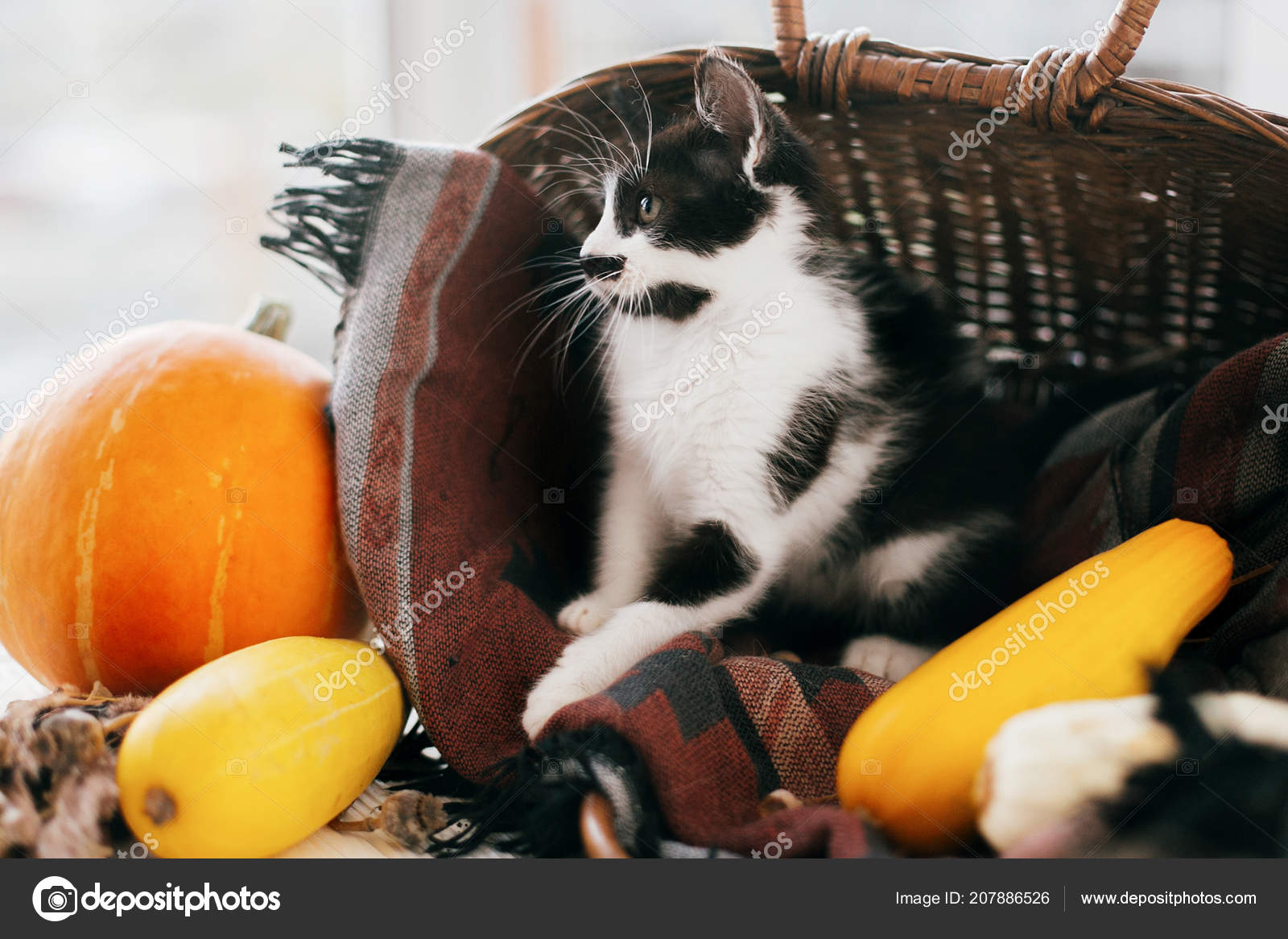 Cute Kitty Sitting Wicker Basket Pumpkin Zucchini Light Wooden Background  Stock Photo by ©Sonyachny 207886526