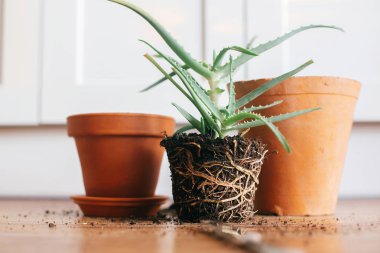 Aloe vera kökleri toprakta repot daha büyük toprak kap için kapalı. bitkilerin bakımı. etli ahşap arka plan üzerinde dikim. Bahçe kavramı. bitki repotting