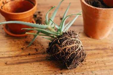 Aloe vera kökleri toprakta repot daha büyük toprak kap için kapalı. bitkilerin bakımı. etli ahşap arka plan üzerinde dikim. Bahçe kavramı. bitki repotting