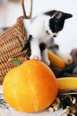 hasır sepet kabak, kabak ve otlar akşam ışık ahşap arka plan üzerinde oturan sevimli kedicik. hasat ve Merhaba sonbahar kavramı. Mutlu Şükran günü ve Cadılar Bayramı