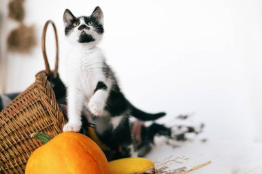 Kabak rahat hasır sepet ve kabak ışık ahşap arka plan üzerinde oynamak sevimli kedicik. hasat ve Merhaba sonbahar konsepti ile metin için yer. Mutlu Şükran günü ve Cadılar Bayramı