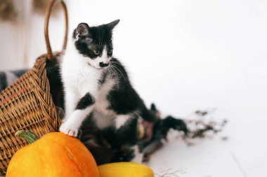 Kabak rahat hasır sepet ve kabak ışık ahşap arka plan üzerinde duran sevimli kedicik. hasat ve Merhaba sonbahar konsepti ile metin için yer. Mutlu Şükran günü ve Cadılar Bayramı