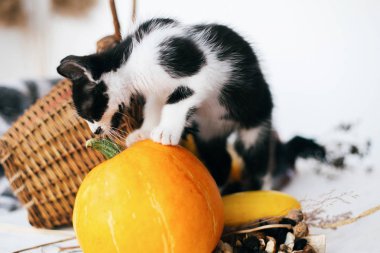 Kabak üzerinde duran ve rahat hasır sepet ve kabak ışık ahşap arka plan üzerinde kokulu sevimli kedicik. hasat ve Merhaba sonbahar kavramı. Mutlu Şükran günü ve Cadılar Bayramı