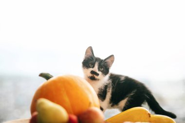 Kabak ve kabak, elma ve armut ışık ahşap arka plan üzerinde oturan sevimli kedicik. Mutlu Şükran günü ve Cadılar Bayramı. hasat ve Merhaba sonbahar kavramı. Metin için yer