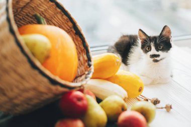Mutlu Şükran günü ve Cadılar Bayramı kavramı. Sevimli kedicik, kabak, kabak, elma ve armut ışık hasır sepet içinde oturmak