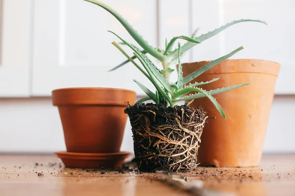 aloe vera with roots in ground repot to bigger clay pot indoors. care of plants. planting succulent on wooden background. gardening concept. repotting plant