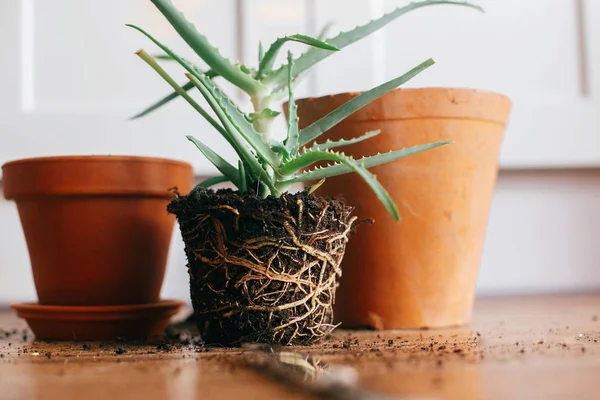 Przesadzanie Roślin Aloe Vera Korzeniami Ziemi Przesadzać Większych Gliny Garnek — Zdjęcie stockowe